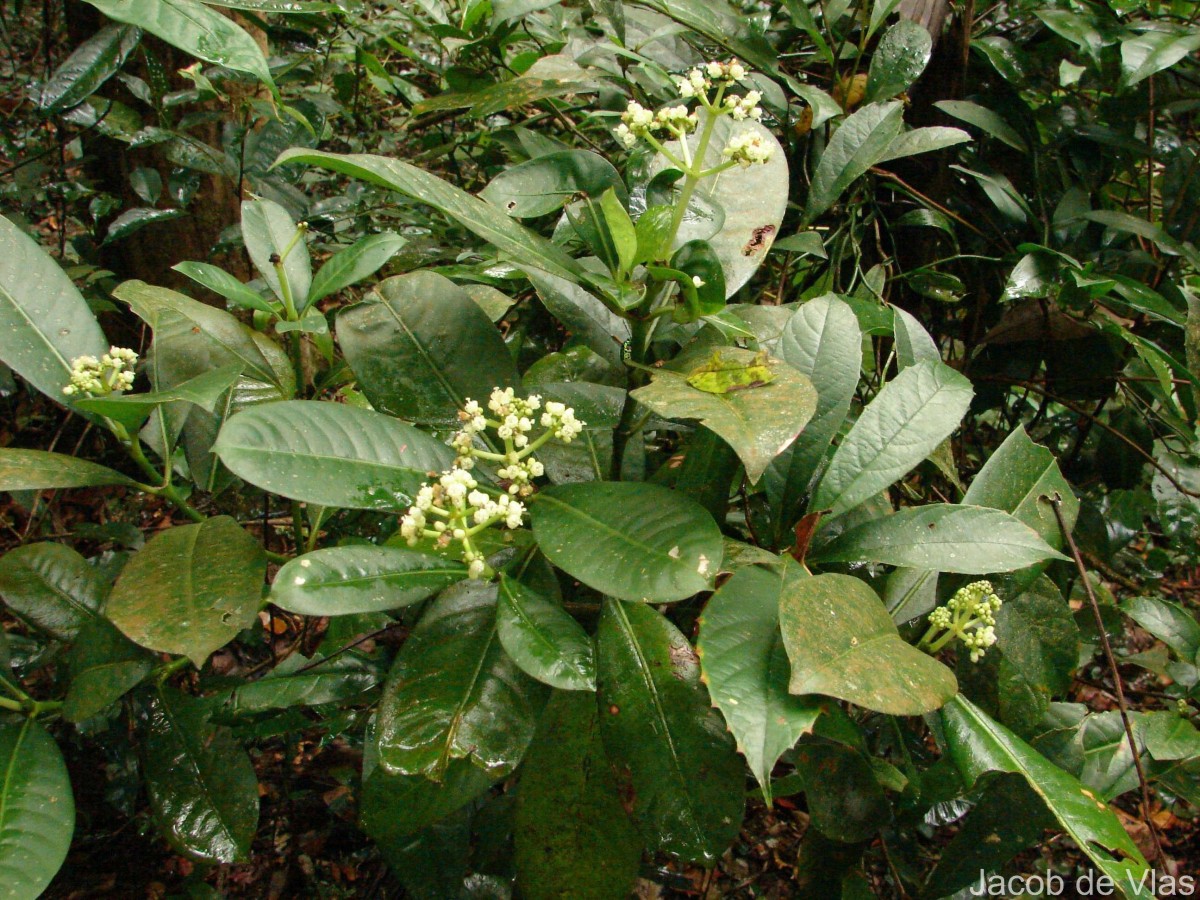 Psychotria nigra var. nigra